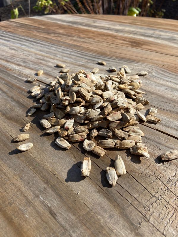 pile of gourd seeds