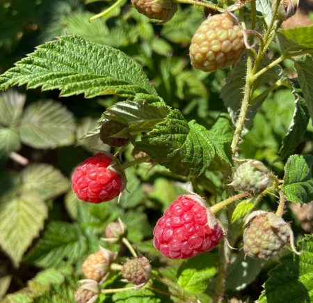 Raspberries Image